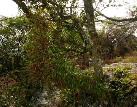 Image of Bulbophyllum sandersonii (Hook. fil.) Rchb. fil.