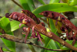 Imagem de Bulbophyllum sandersonii (Hook. fil.) Rchb. fil.