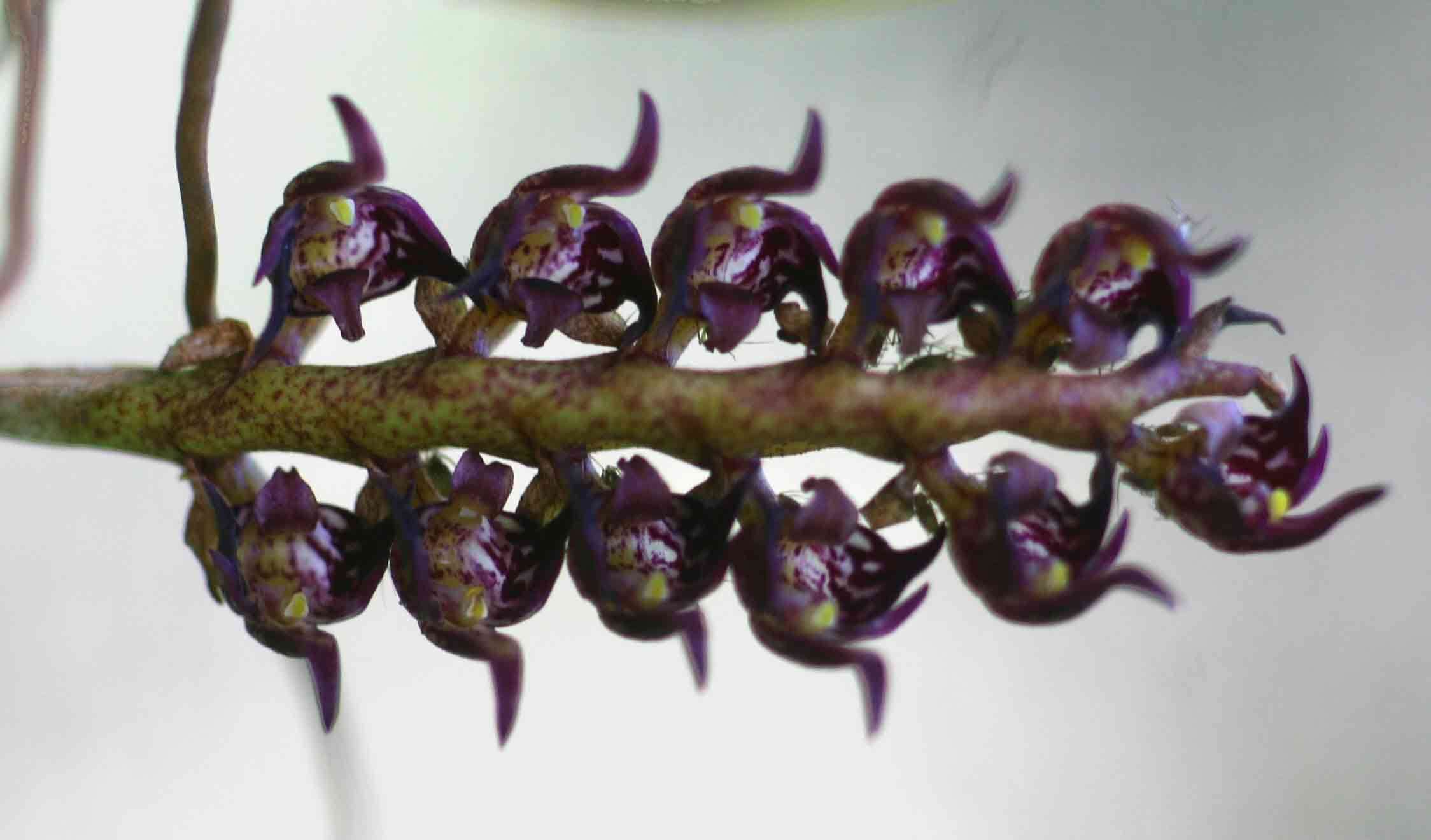 Image of Bulbophyllum scaberulum (Rolfe) Bolus