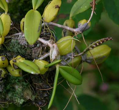 Imagem de Bulbophyllum scaberulum (Rolfe) Bolus