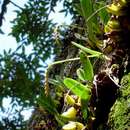 Image of Bulbophyllum unifoliatum subsp. infracarinatum (G. Will.) J. J. Verm.