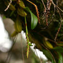 Image of Bulbophyllum unifoliatum subsp. infracarinatum (G. Will.) J. J. Verm.