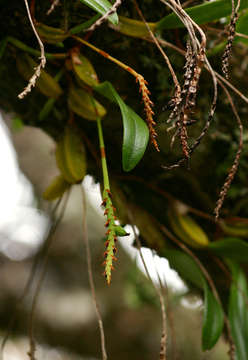 Image of Bulbophyllum unifoliatum De Wild.