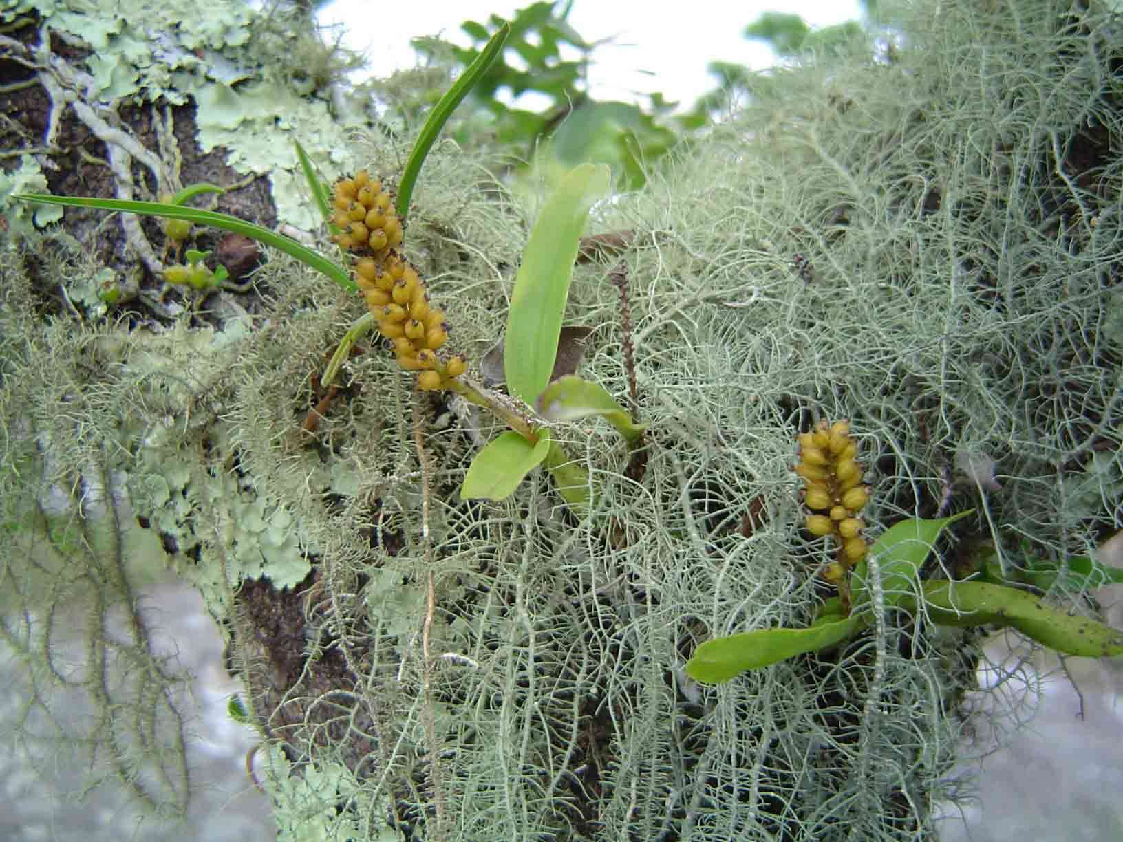 Слика од Polystachya adansoniae Rchb. fil.