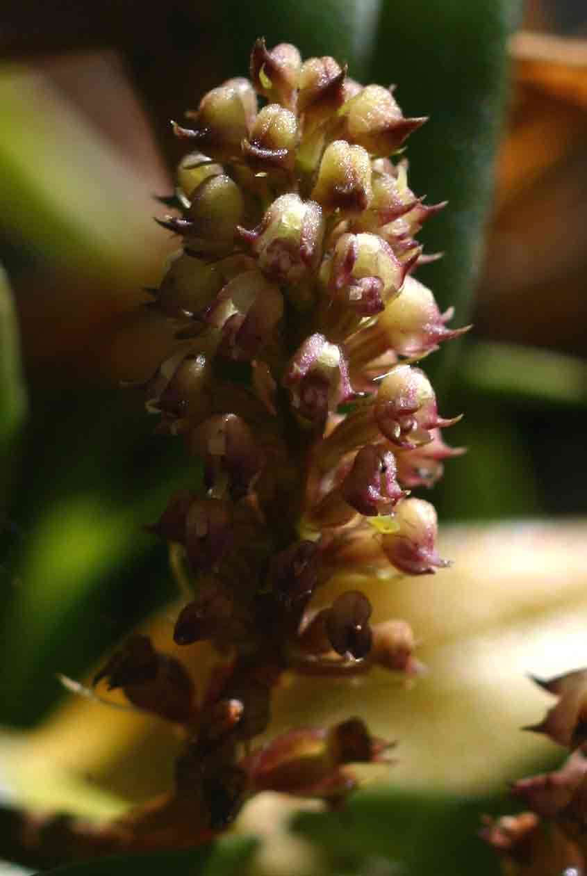 Image of Polystachya adansoniae Rchb. fil.