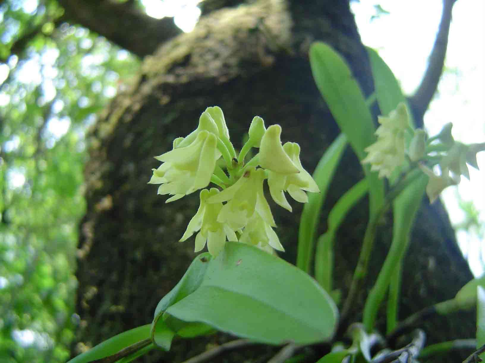 Слика од Polystachya albescens Ridl.