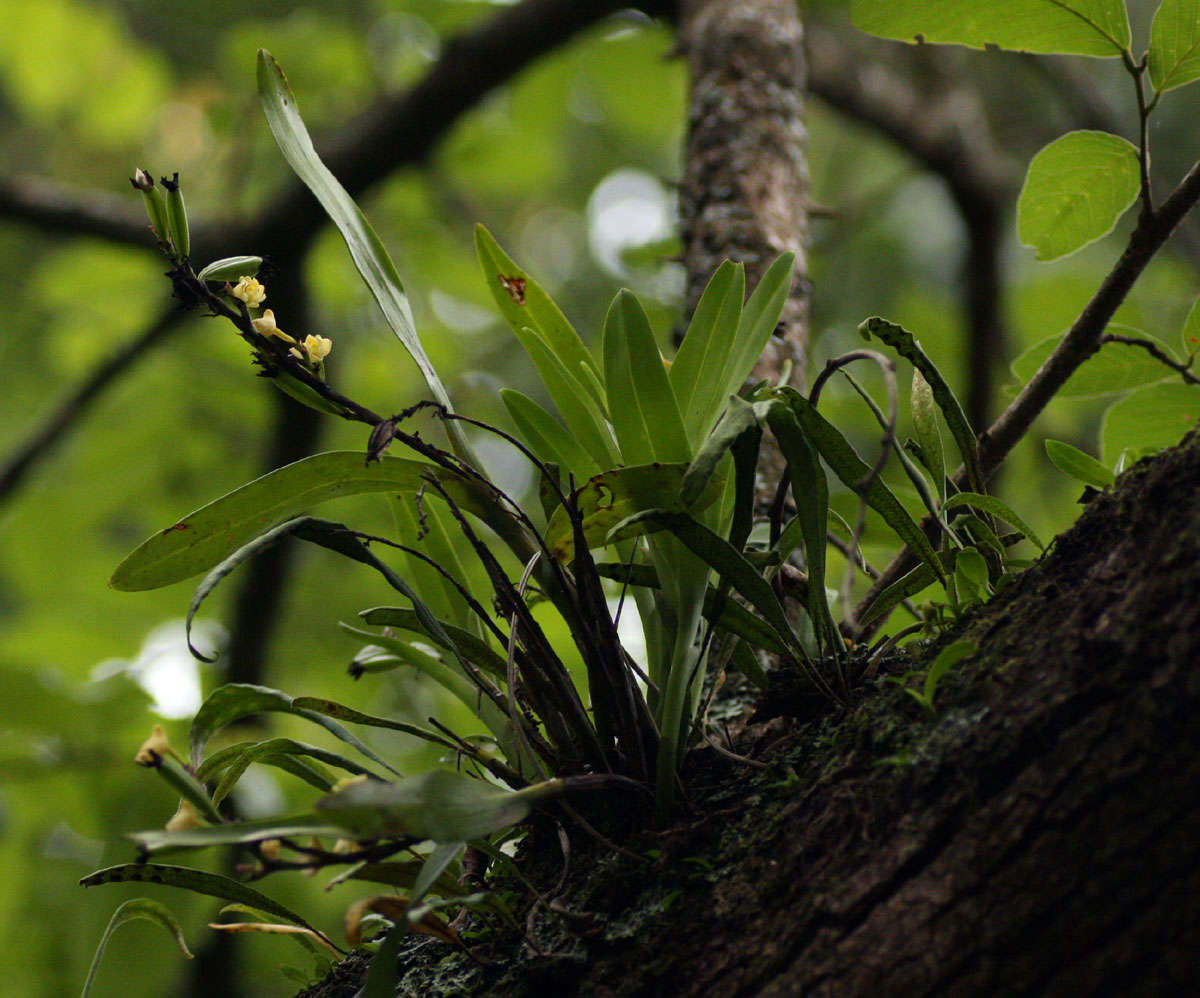 Image of Polystachya albescens Ridl.