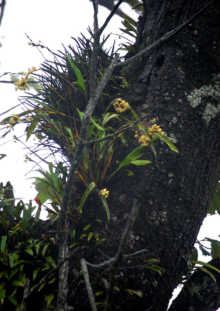 Слика од Polystachya albescens Ridl.