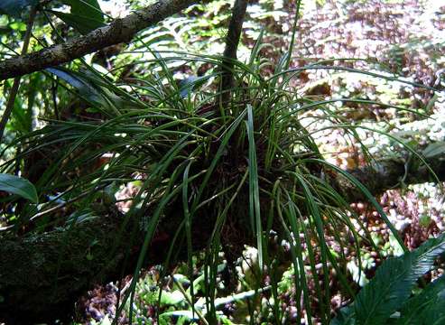 Image of Polystachya caespitifica Kraenzl.