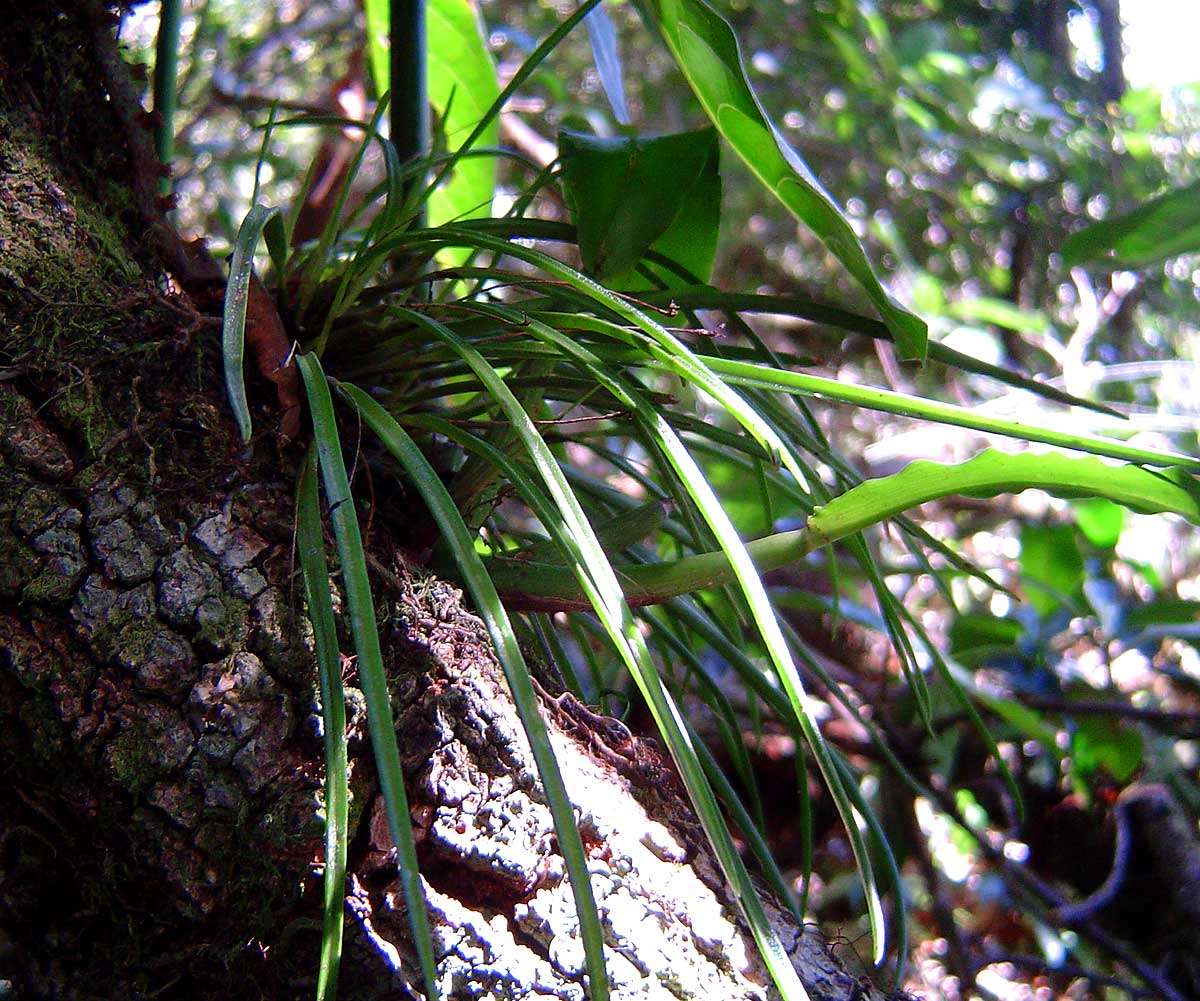 Image of Polystachya caespitifica Kraenzl.