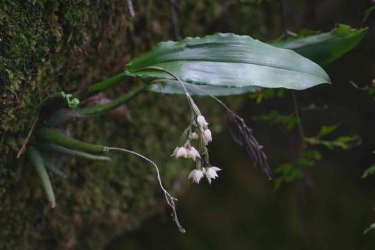 Imagem de Polystachya cultriformis (Thouars) Lindl. ex Spreng.