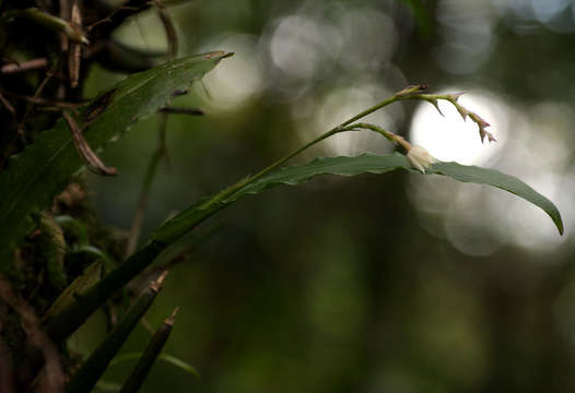 Imagem de Polystachya cultriformis (Thouars) Lindl. ex Spreng.