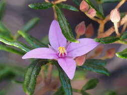 Image of Boronia angustisepala M. F. Duretto