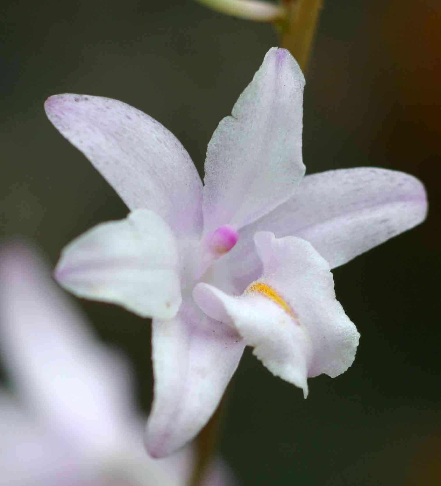 Image of Polystachya dendrobiiflora Rchb. fil.