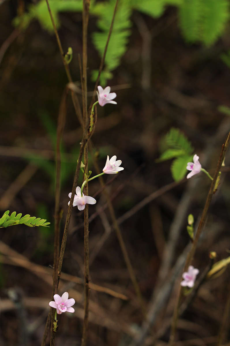 Image of Polystachya dendrobiiflora Rchb. fil.