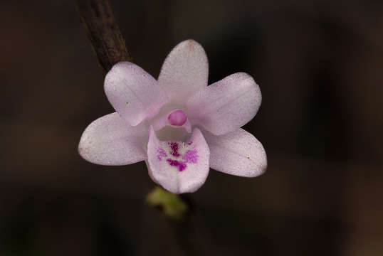 Image of <i>Polystachya dendrobiiflora</i>