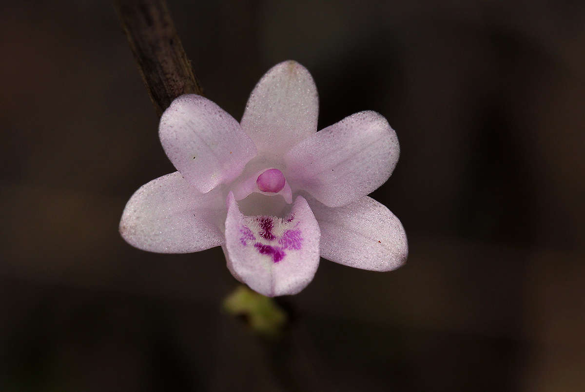 Image de Polystachya dendrobiiflora Rchb. fil.