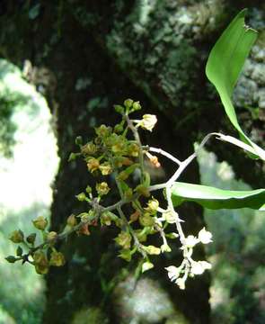 Imagem de Polystachya fusiformis (Thouars) Lindl.