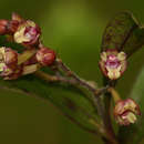 Imagem de Polystachya fusiformis (Thouars) Lindl.