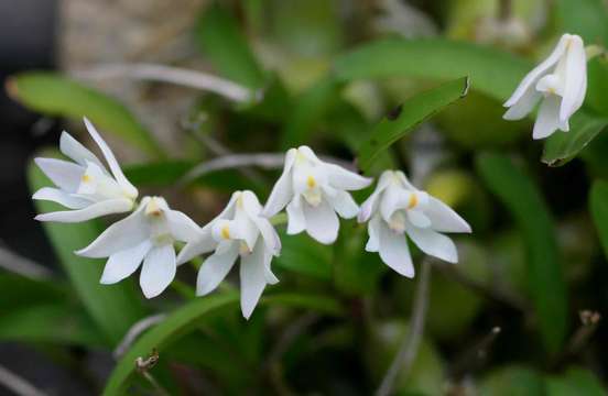 Imagem de Polystachya ottoniana Rchb. fil.