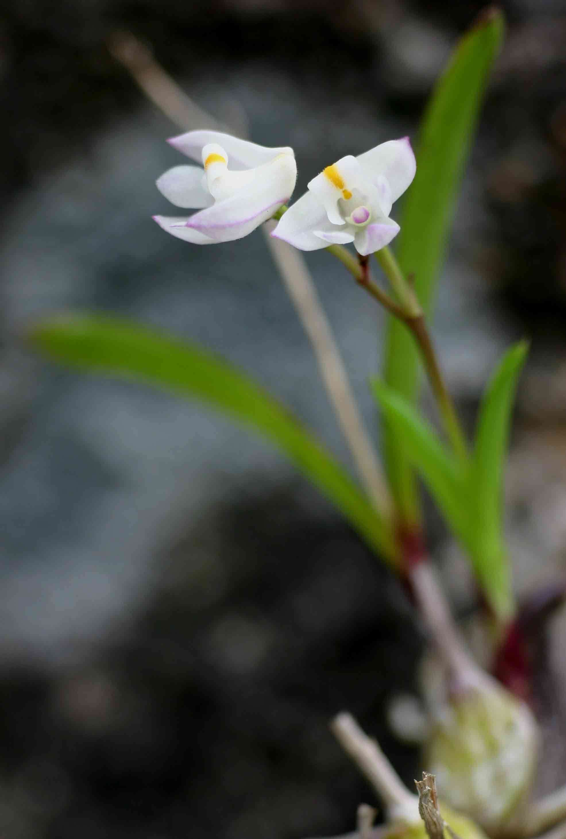 Image of Polystachya ottoniana Rchb. fil.