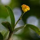 Image de Polystachya pubescens (Lindl.) Rchb. fil.