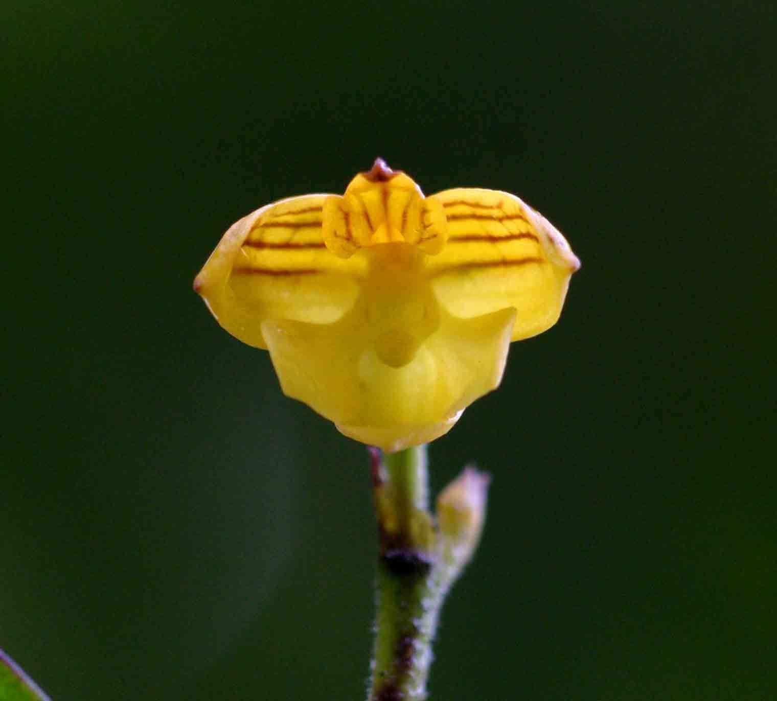 Image of Polystachya pubescens (Lindl.) Rchb. fil.