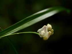 Image of Polystachya subumbellata P. J. Cribb & Podz.