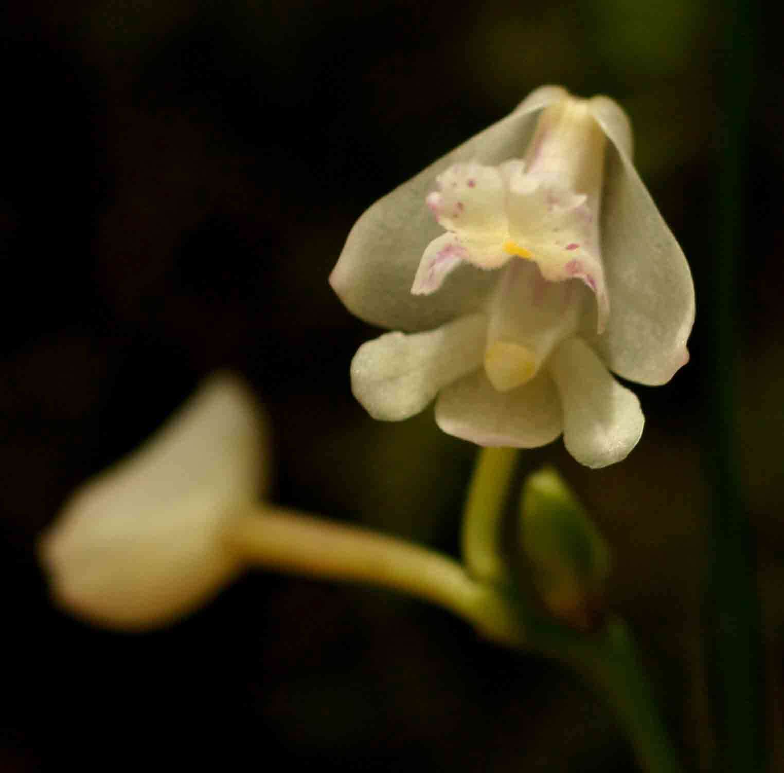 Image of Polystachya subumbellata P. J. Cribb & Podz.