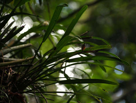 Image of Polystachya subumbellata P. J. Cribb & Podz.