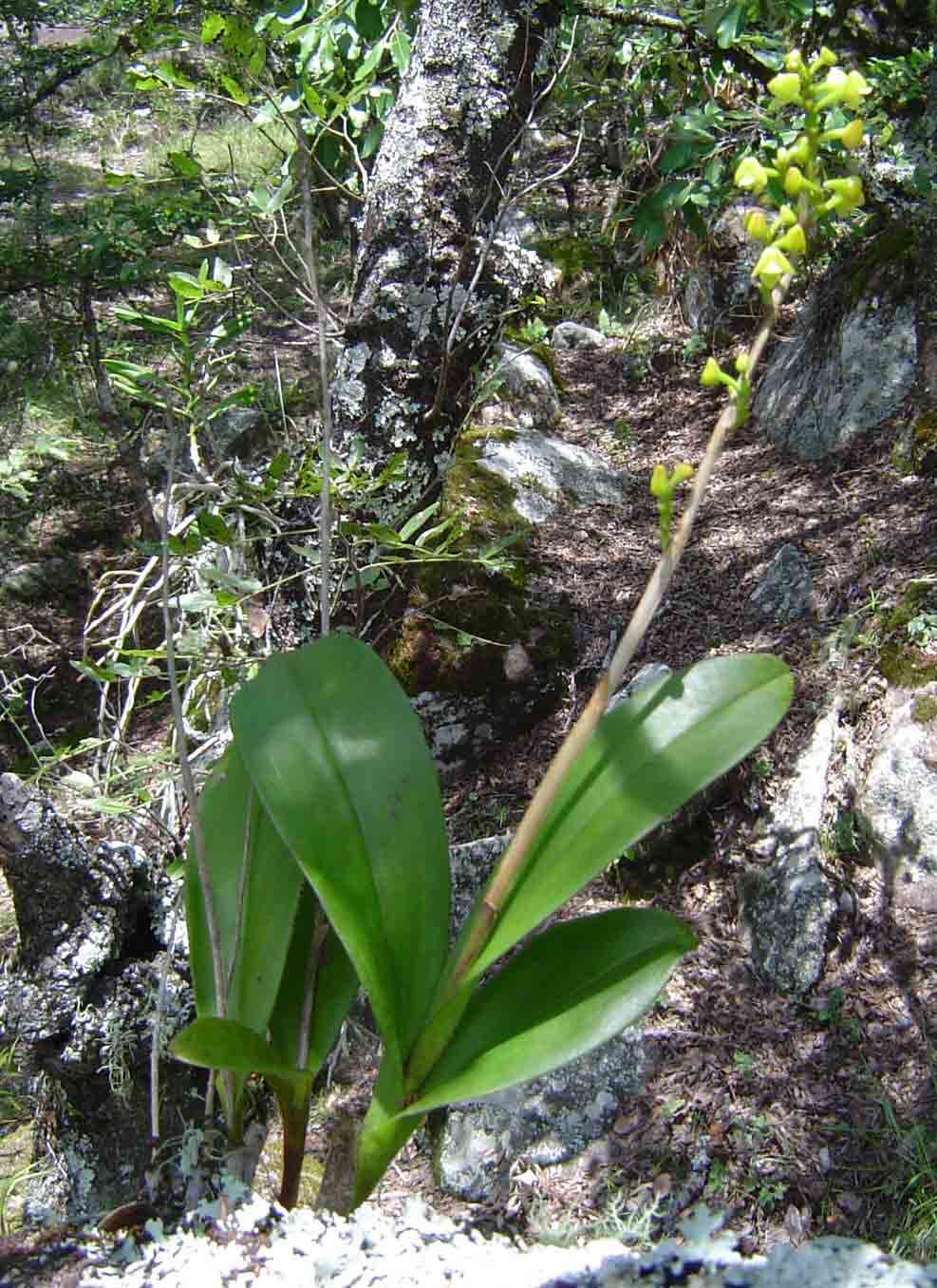 Image of Greater yellowspike orchid