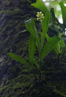 Image of Greater yellowspike orchid