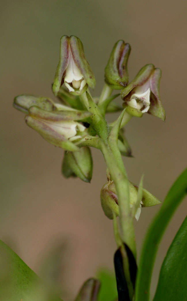 Imagem de Polystachya transvaalensis Schltr.