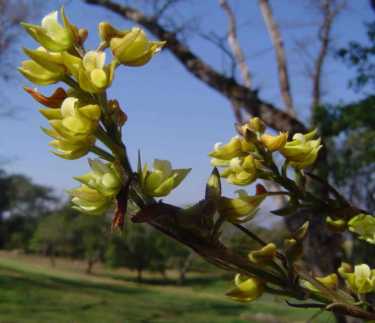 Image of Polystachya vaginata Summerh.