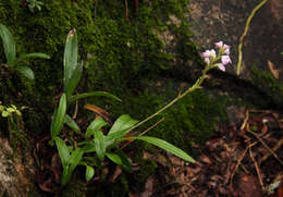 Image of Polystachya valentina la Croix & P. J. Cribb