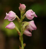 Image of Polystachya valentina la Croix & P. J. Cribb