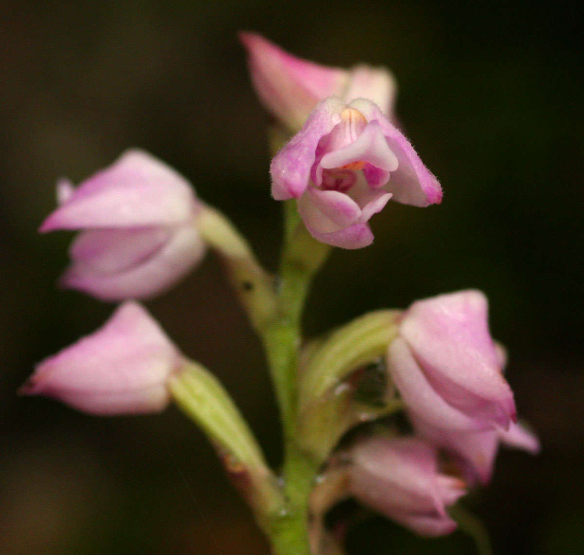 Image of Polystachya valentina la Croix & P. J. Cribb