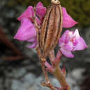 Image of Polystachya valentina la Croix & P. J. Cribb