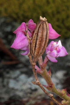 Image of Polystachya valentina la Croix & P. J. Cribb