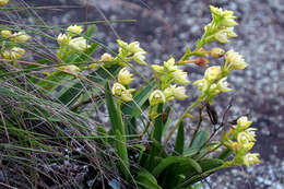 Image of Polystachya zambesiaca Rolfe