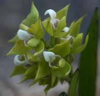 Image of Polystachya zambesiaca Rolfe