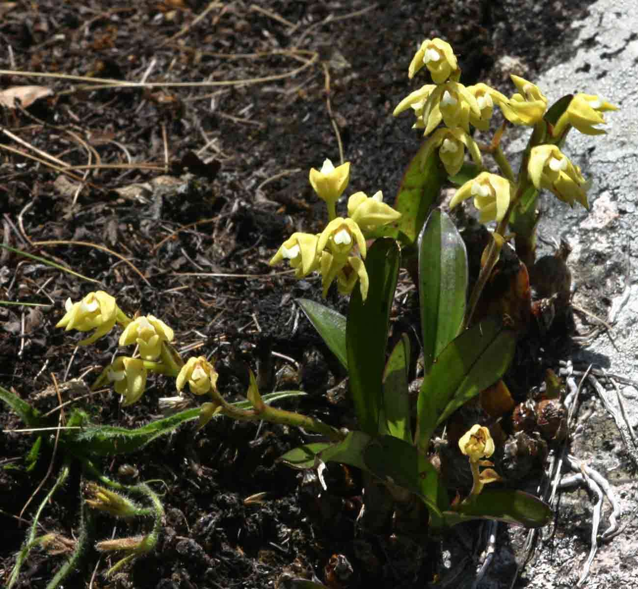 Image of Polystachya zambesiaca Rolfe