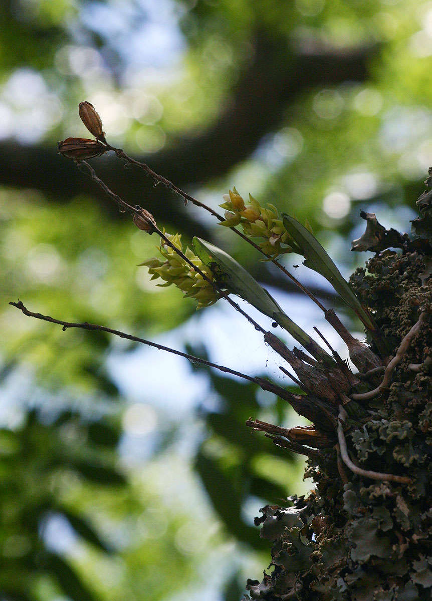 Image of Polystachya zambesiaca Rolfe