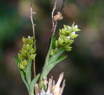 Image of Polystachya zambesiaca Rolfe