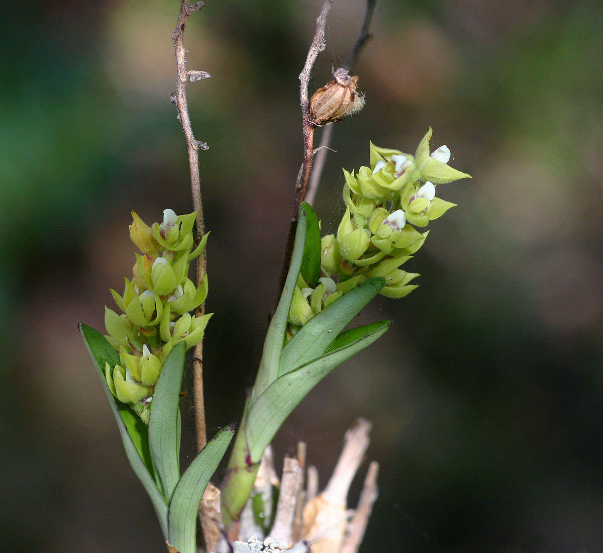 Image of Polystachya zambesiaca Rolfe