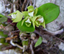 Image of Polystachya zambesiaca Rolfe