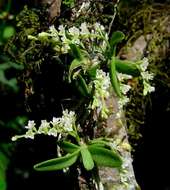 Imagem de Angraecum chamaeanthus Schltr.