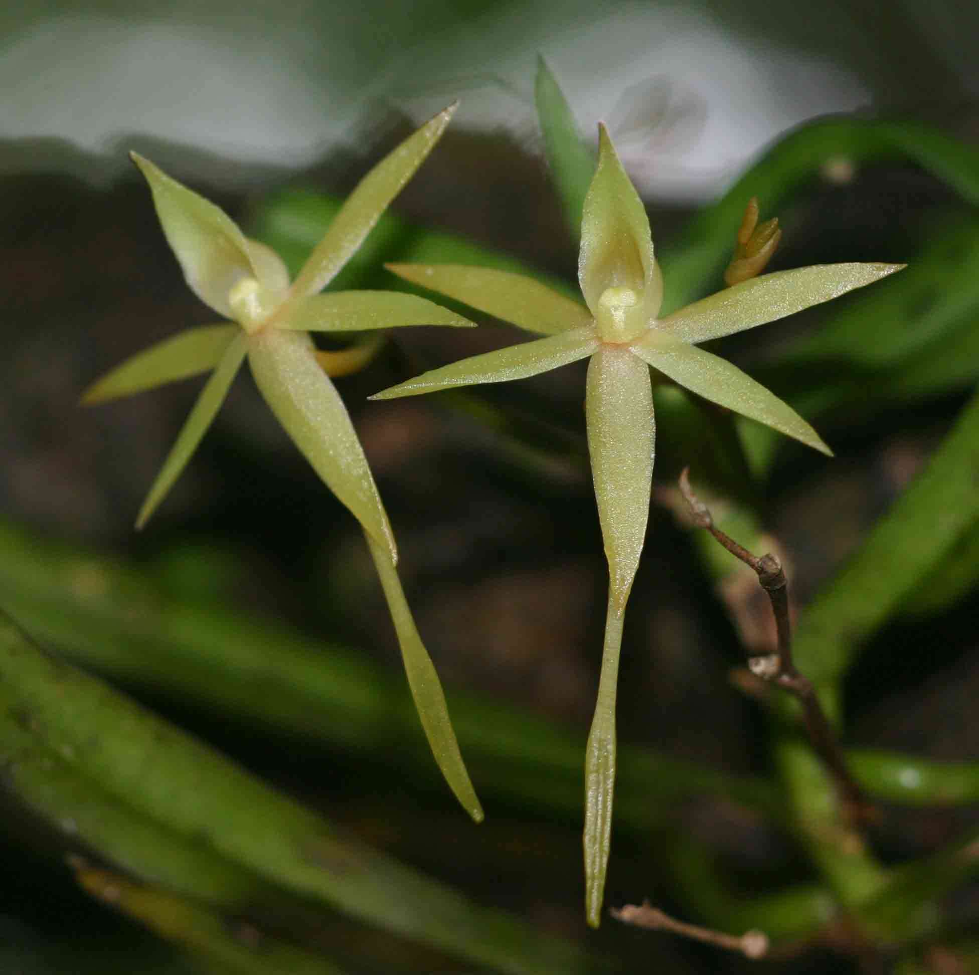 Imagem de Angraecum cultriforme Summerh.