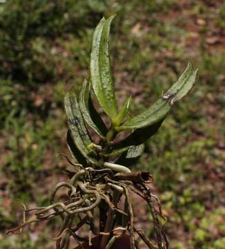 Image de Angraecum cultriforme Summerh.