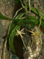 Image of Angraecum cultriforme Summerh.
